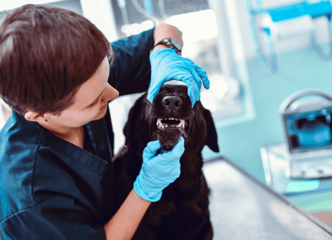 a tech at a veterinarian clinic examines a dog's teeth