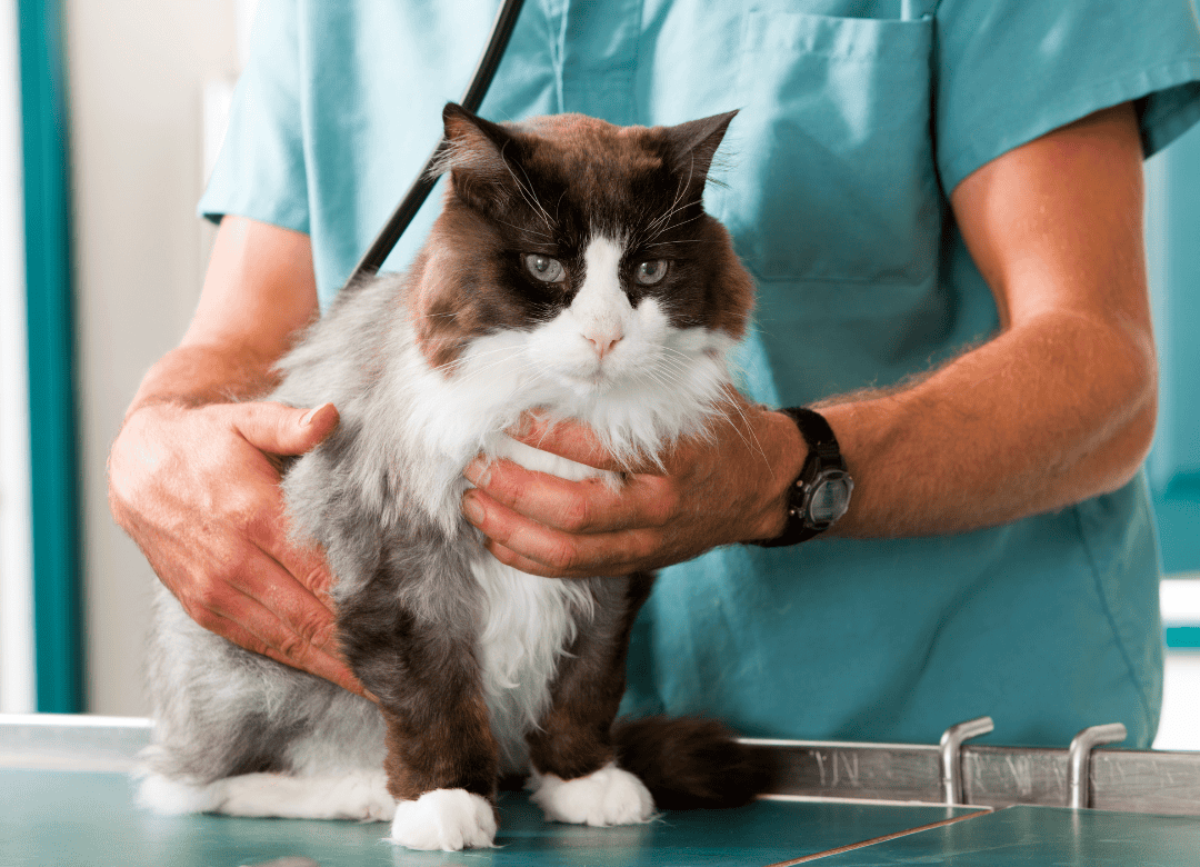 veterinarian clinic staff member works on a cat