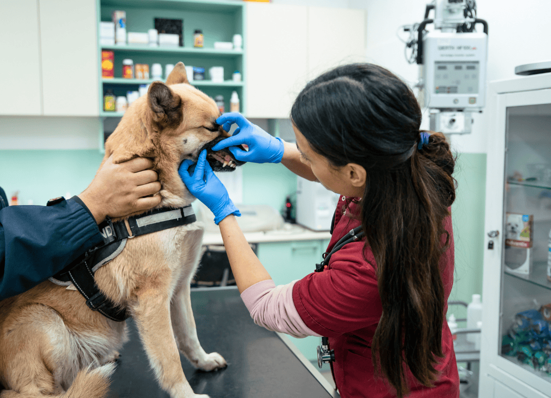 a veterinarian clinic looks at a dog's teeth