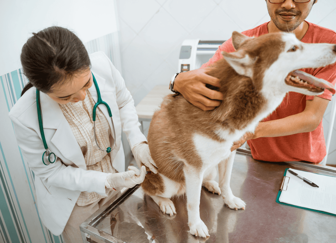veterinarian clinic tech works on a husky