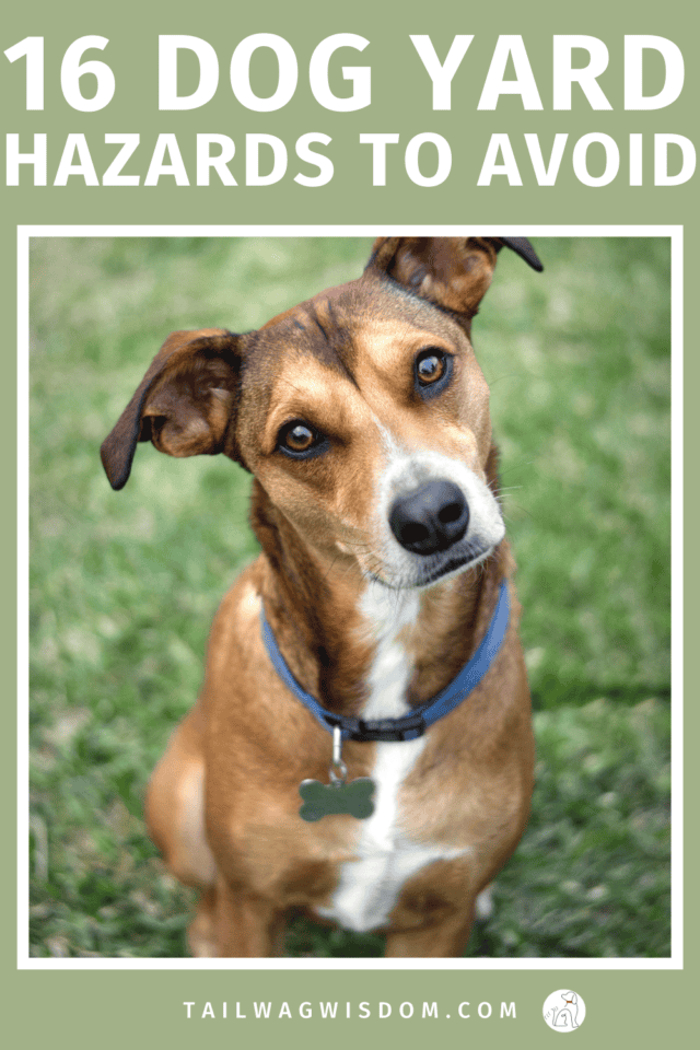 Avoid common dog yard dangers. From toxic plants to sharp tools! These simple tips keep your dog safe and save on vet bills. For more great dog care tips visit tailwagwisdom.com