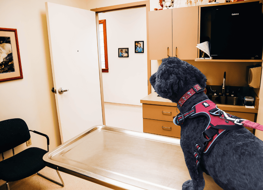 Henry at a vet office