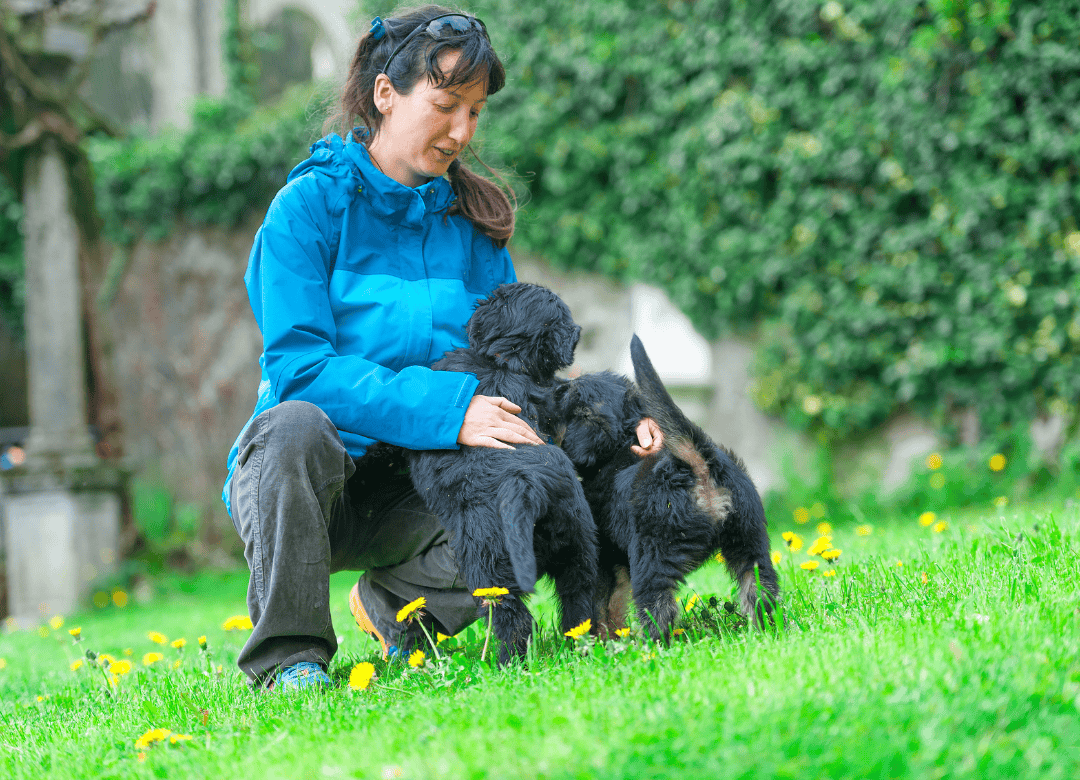 a pet behaviorist works with several dogs on modifying behaviors