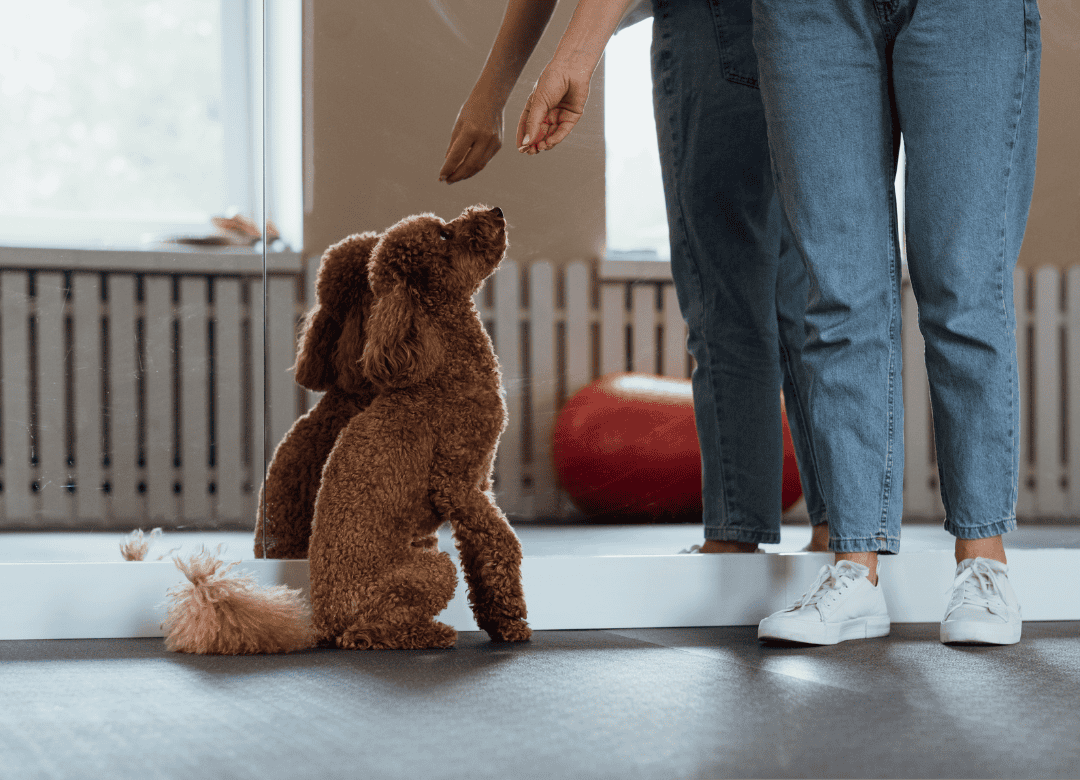a dog trainer works with a pup to learn new behaviors