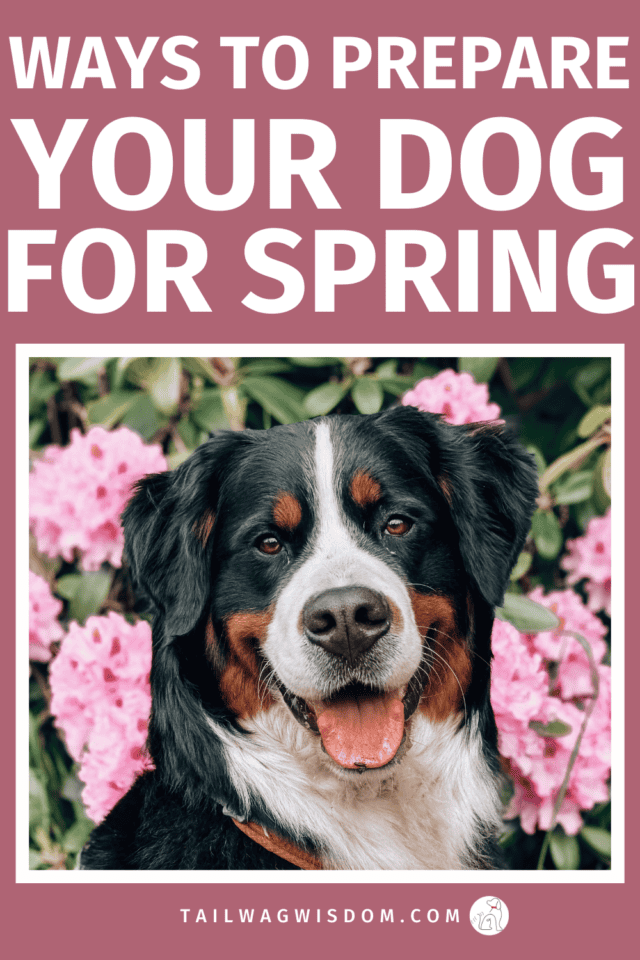 Want to prepare your dog for spring the right way? These seasonal dog care tips cover grooming, allergies, yard safety, vet checks, and outdoor fun! For more great dog tips visit tailwagwisdom.com