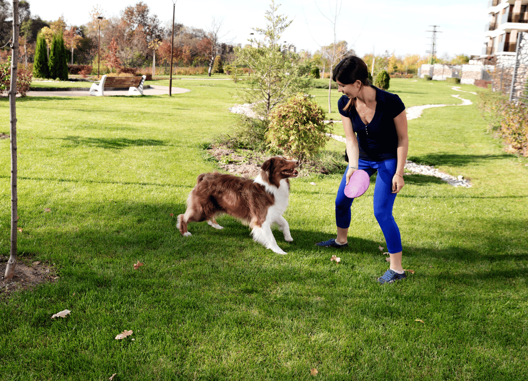 a dog trainer works with a dog in a park