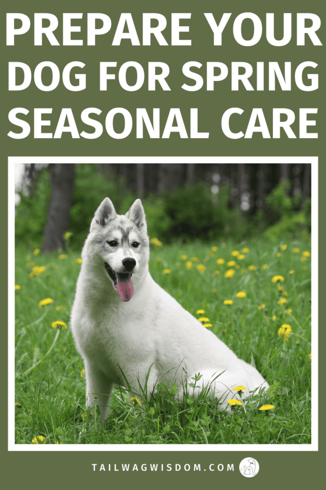 Spring is coming! It's time to prepare your dog for warmer weather! Learn grooming, exercise, allergy care, and spring hazard tips that keep pups safe and happy. For more great dog tips for dog lovers and dog moms visit tailwagwisdom.com