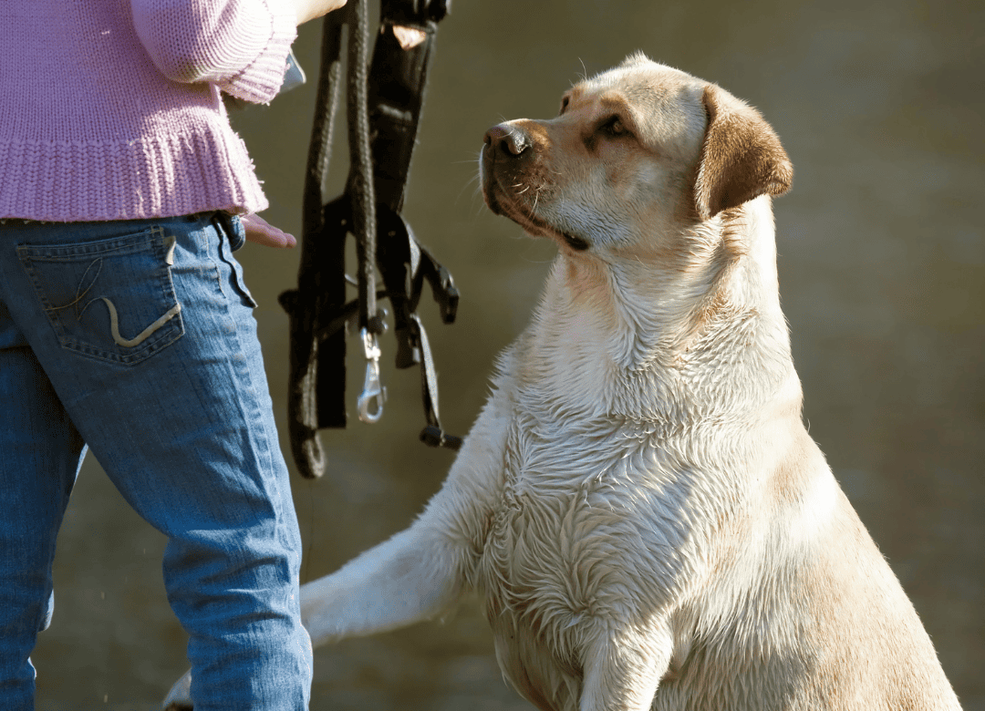 which is better for my pup's issues dog trainer vs behaviorist