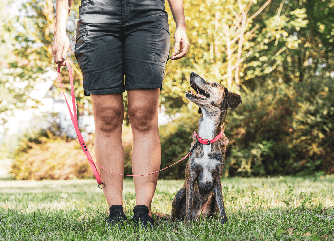 what is a dog trainer vs behaviorist and which is best for my pup