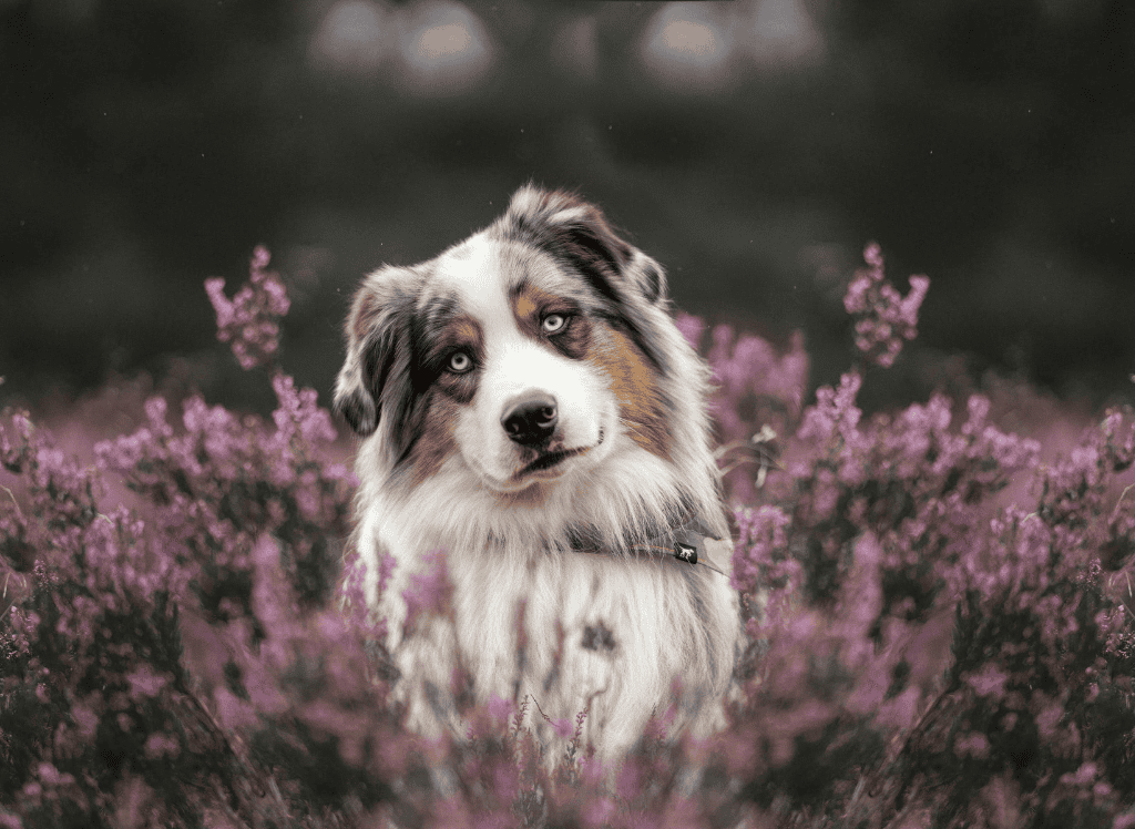 dog in spring