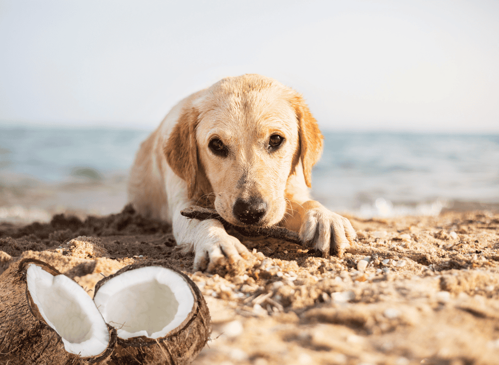 Coconut for Dogs: Tasty, Healthy, and Easy on Your Budget! 🐶🥥