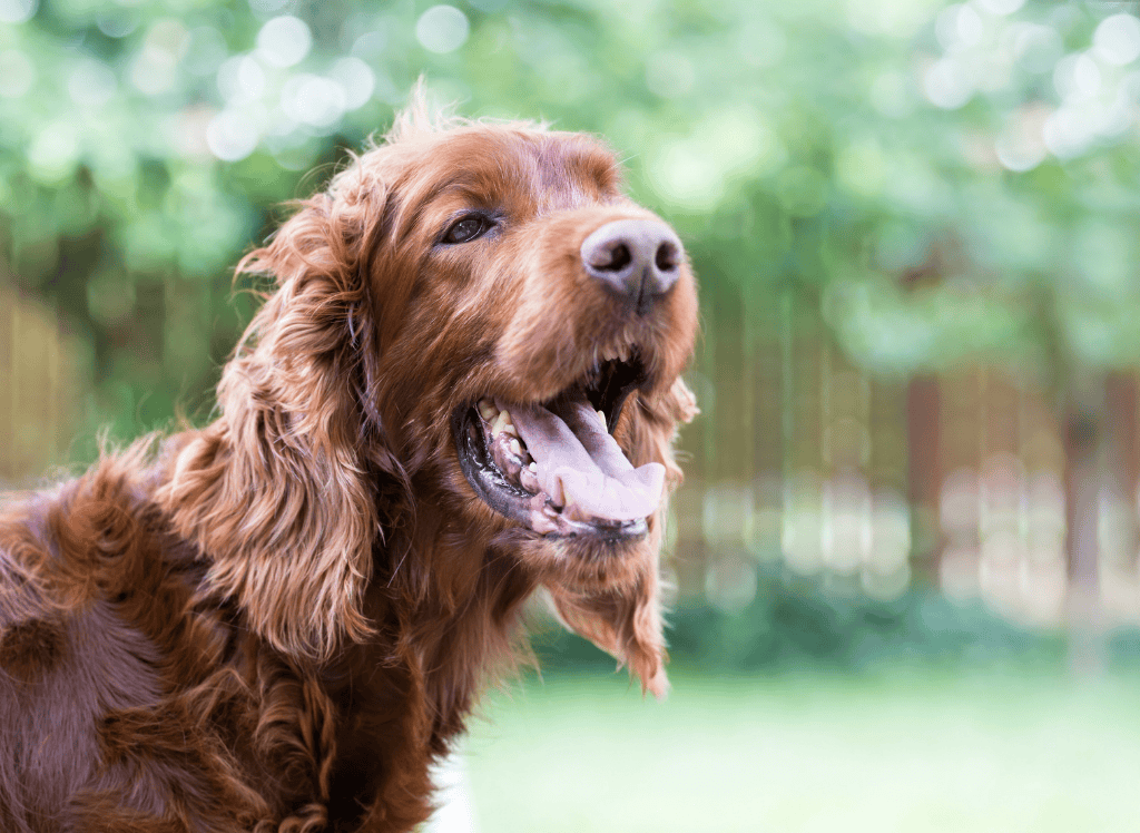 dog enjoys the summer