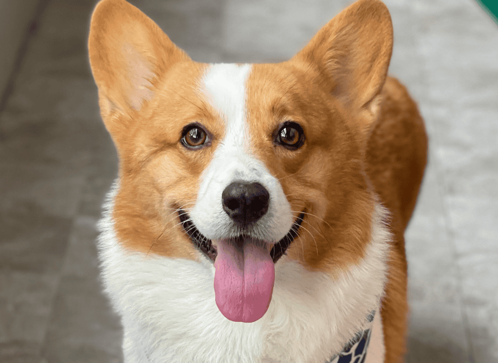 corgi is happy with tongue sticking out