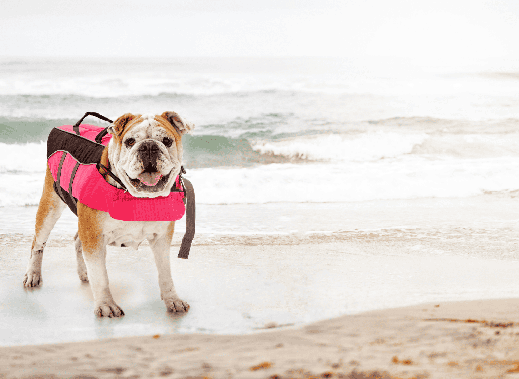 Soaked but Safe: Smart Dog Water Tips That Save Vet Bills