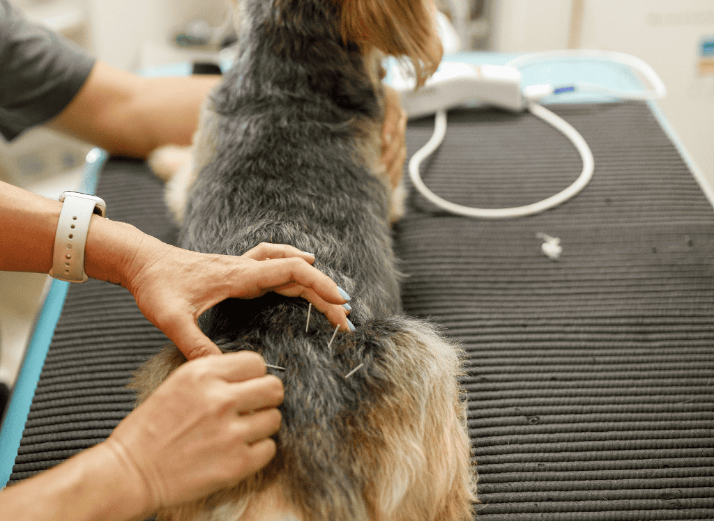 Acupuncture for Dogs: Where Ancient Healing Meets Modern Pet Wellness - Tail Wag Wisdom