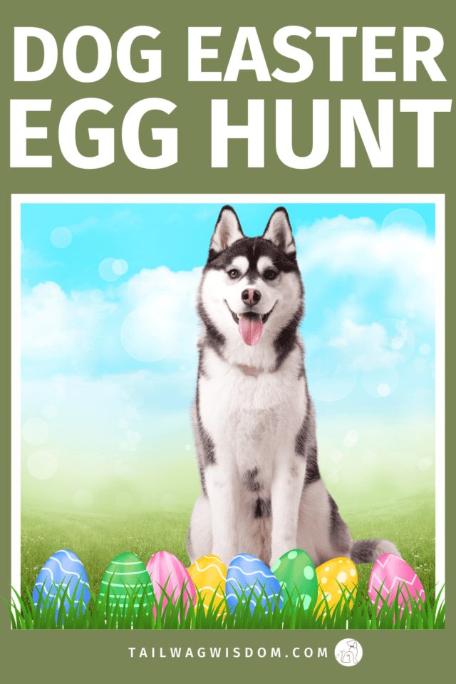 Try this fun Easter game for dogs with an easy egg hunt your pup will love. Perfect dog activity for dog moms, dog lovers, and anyone looking for dog friendly holiday ideas. For more great dog activity ideas visit tailwagwisdom.com
