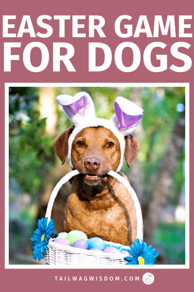 Looking for a creative Easter game for dogs? This simple egg hunt is a great dog activity that keeps your adventure dog engaged and makes a fun holiday tradition for dog moms and dog lovers. For more great ideas for dog lovers visit tailwagwisdom.com