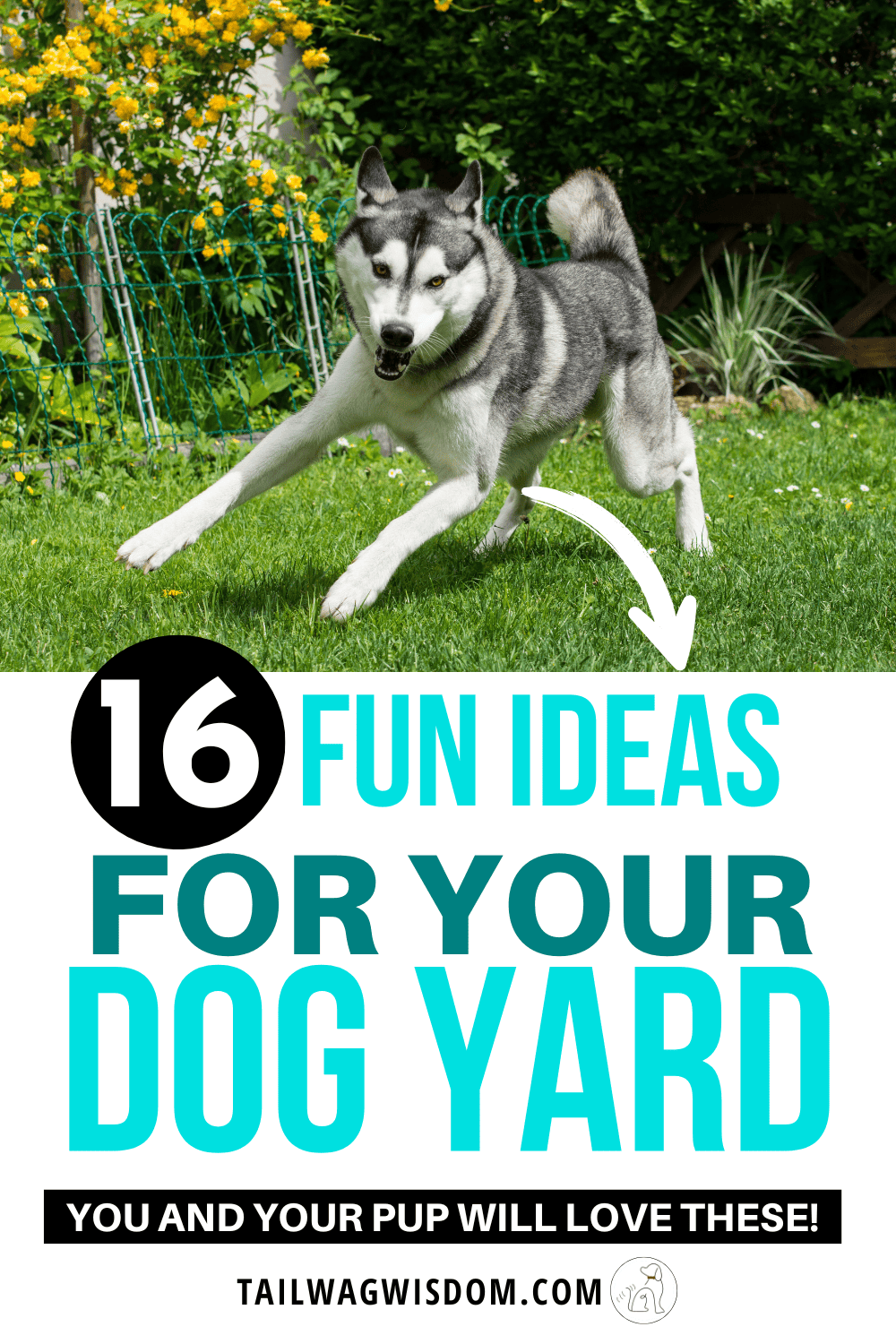 a husky enjoys the results of dog play yard ideas