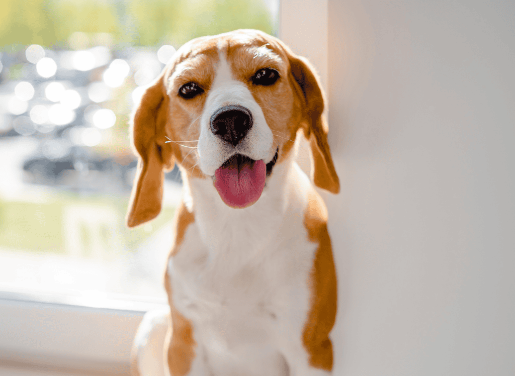 a happy rescue dog