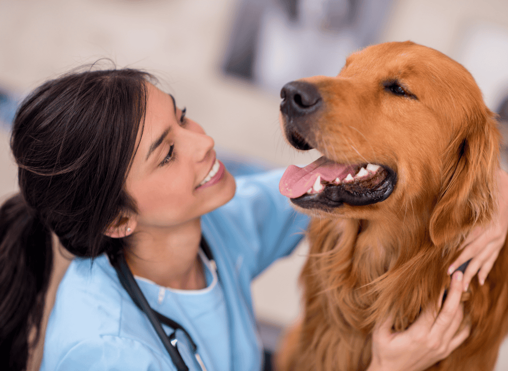 a great vet examines a dog
