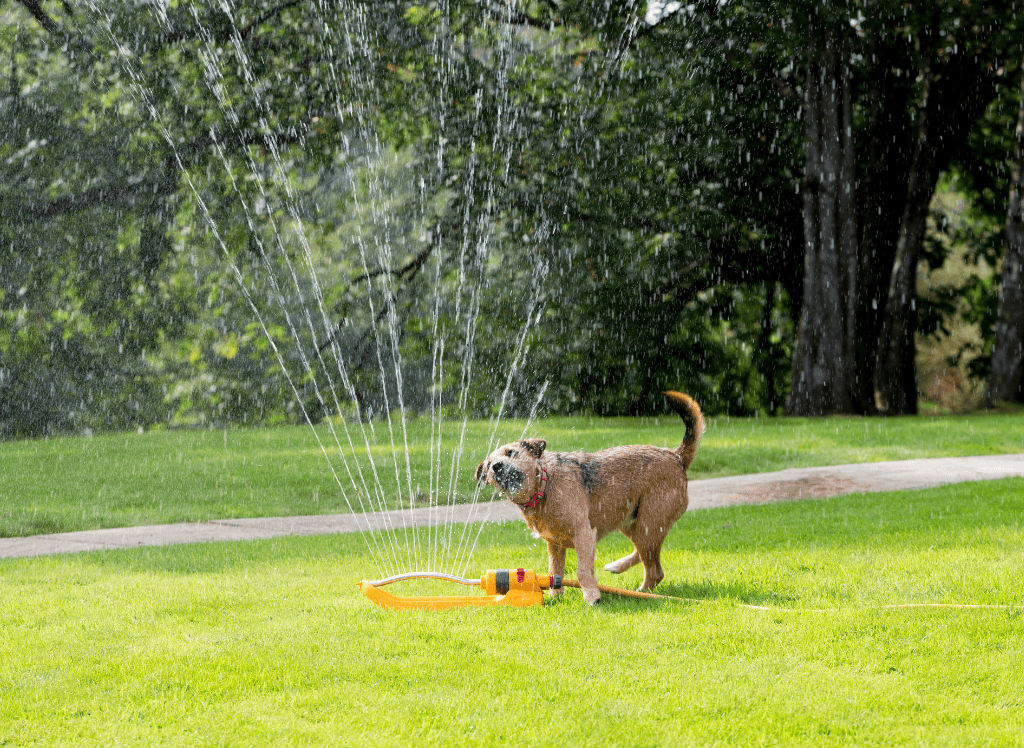 dog plays in a yard sprinkler