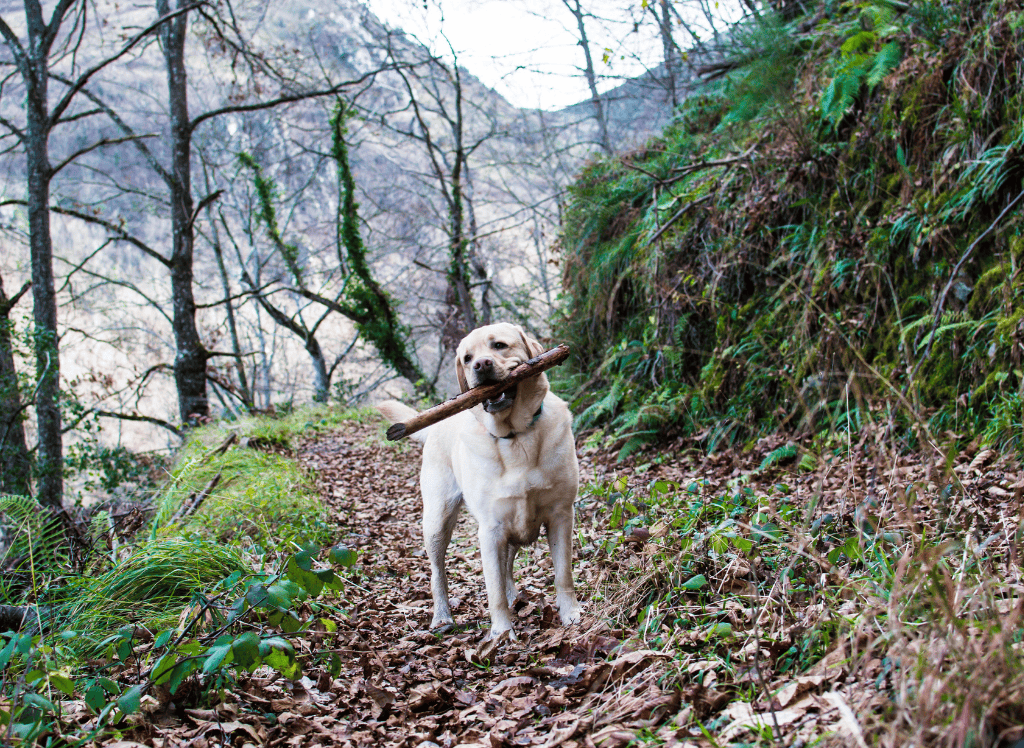 Sticky Situation? Easy Hacks to Remove Sap from Your Dog’s Fur - Tail Wag Wisdom