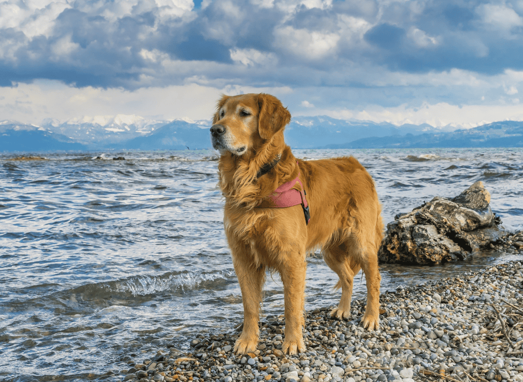 dog stands next to a lake