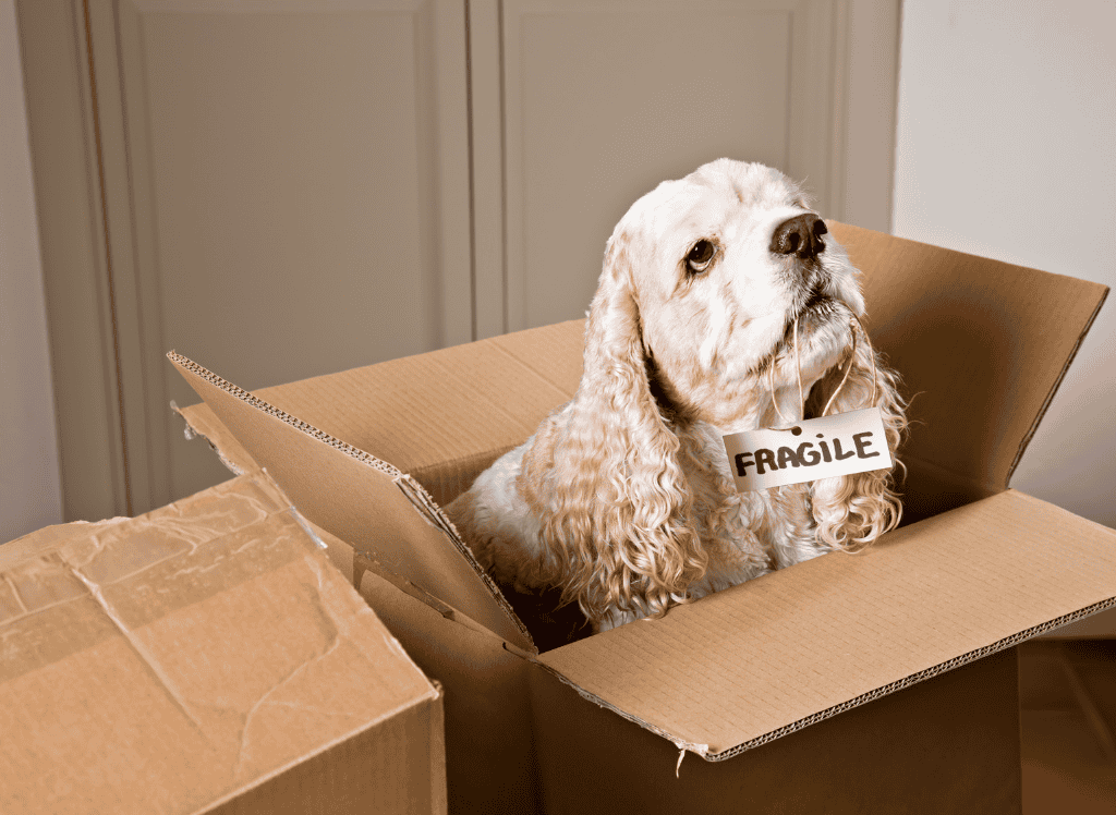 dog in a moving box