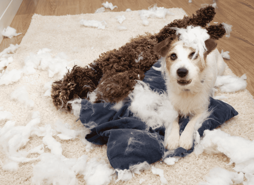 dog lies in destroyed pillows