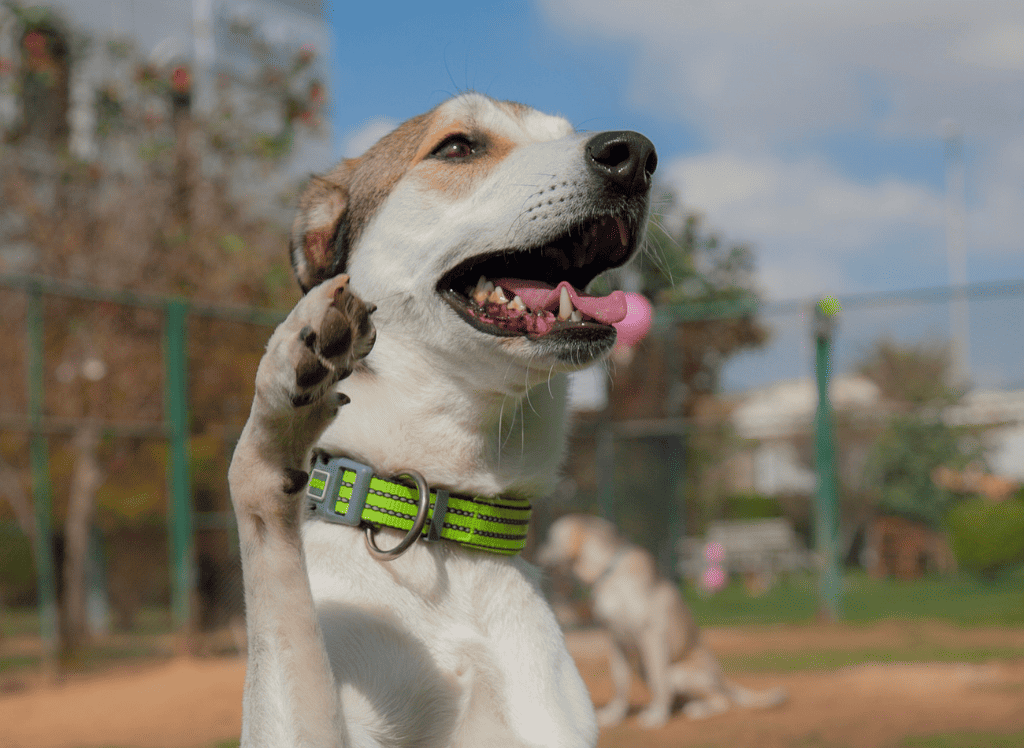 dog raises a paw and smiles with a green collar around his neck