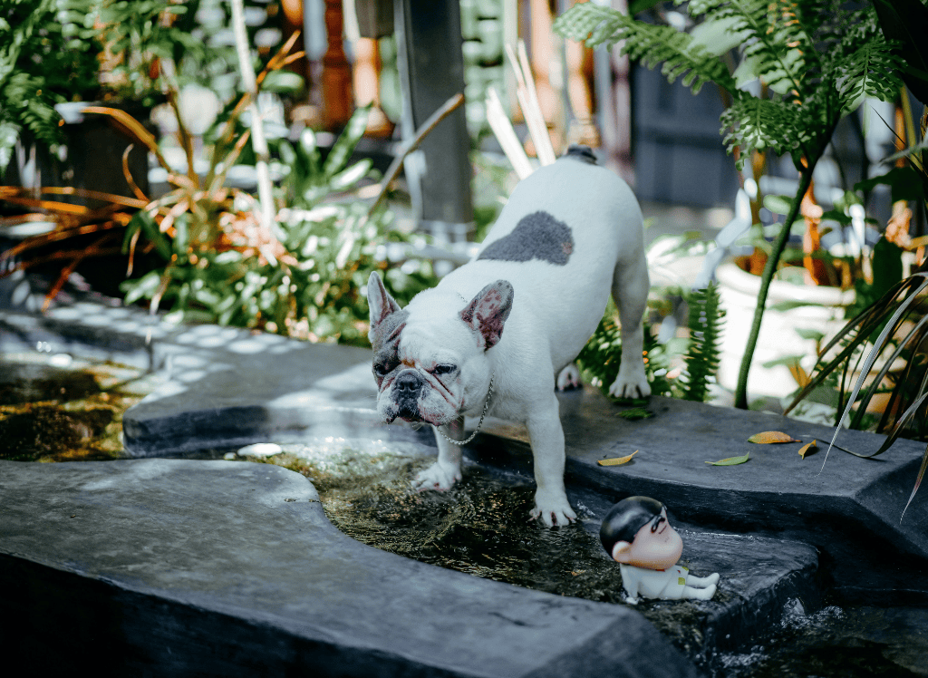 a dog explores a water feature