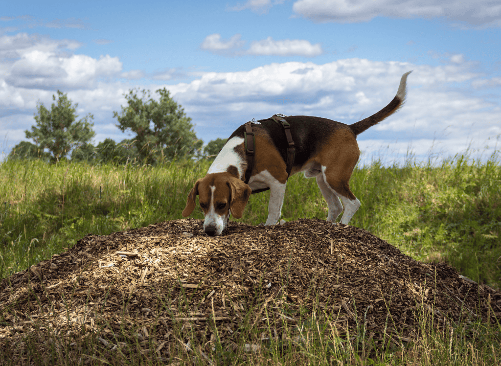 a dog inspects a pile of mulch