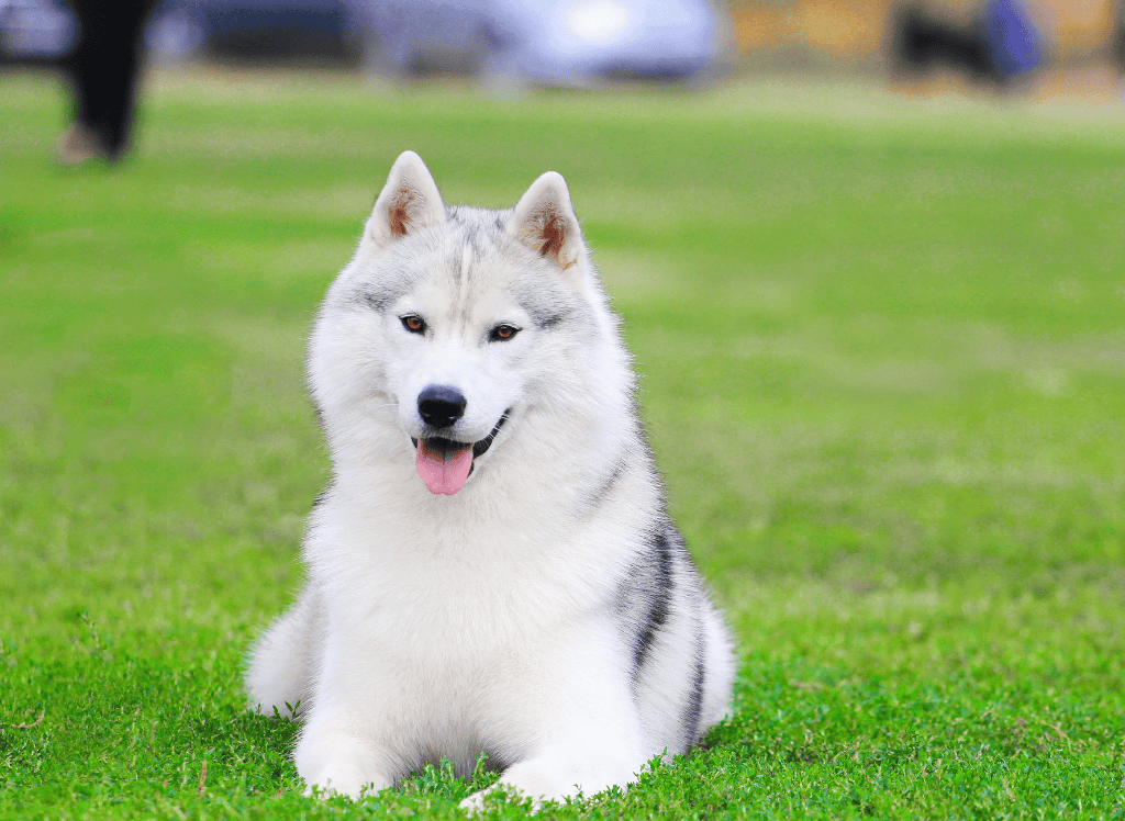 a white husky lays on green grass