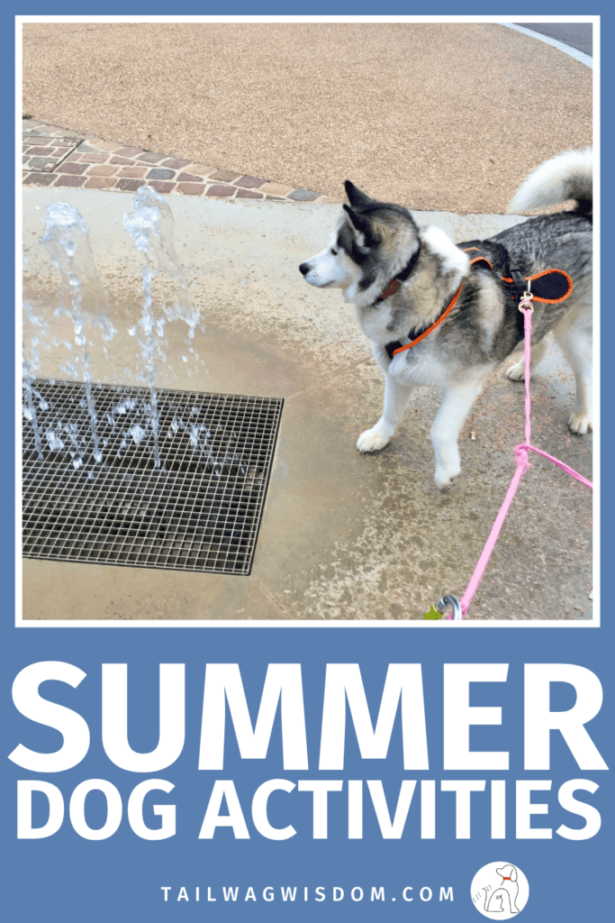 Looking for inexpensive ways to beat boredom? These summertime dog activities are perfect for your adventure dog, help prevent dog boredom, and create memorable dog friendly summer days. Get more dog care tips at tailwagwisdom.com