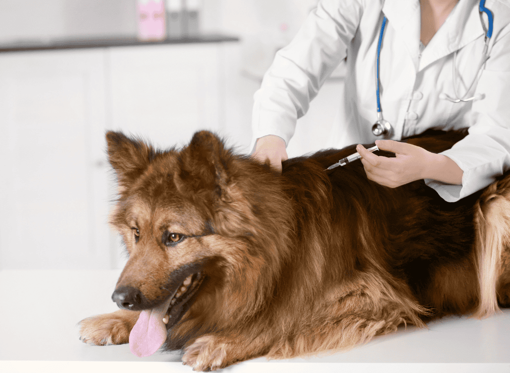 a german shepherd get a vaccine