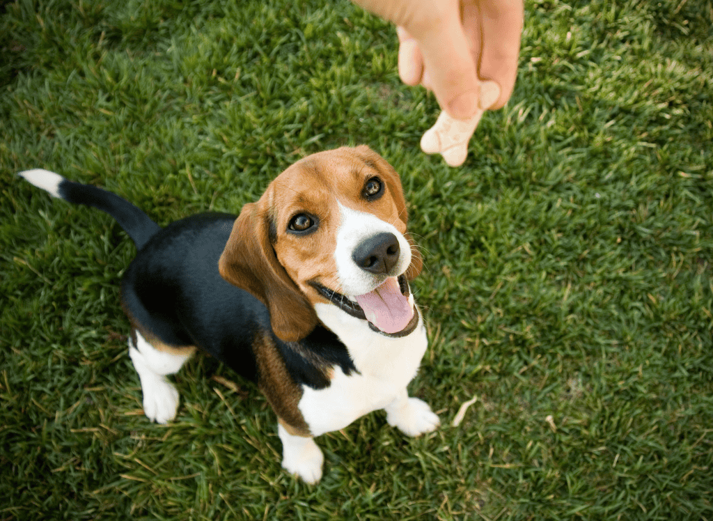 a beagle is excited to get a treat