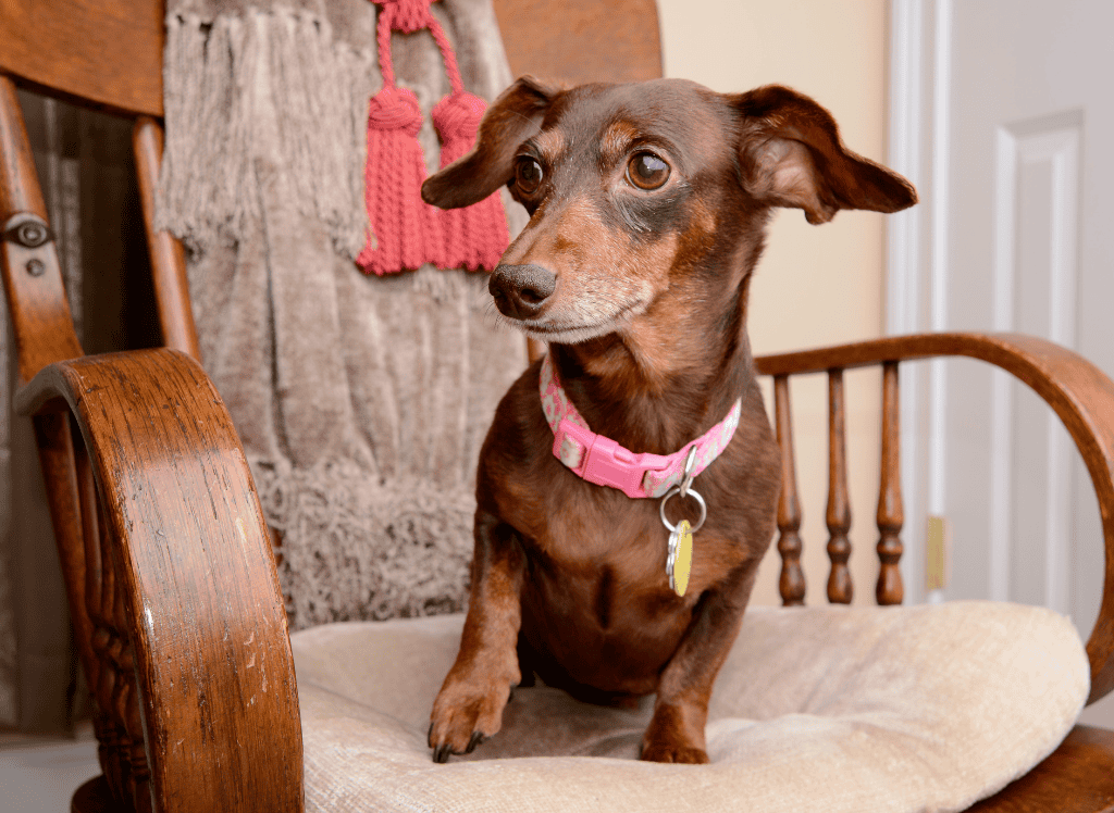 a small brown sits on a chair with his collar and dog license around his neck