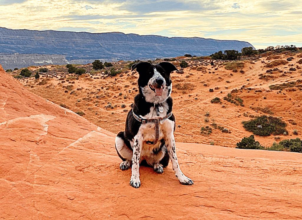 a black and white dog sits in a desert
