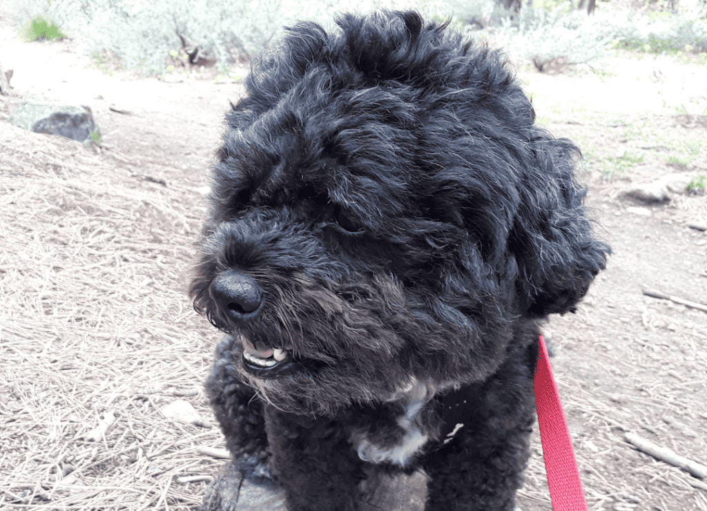 Henry on a hike