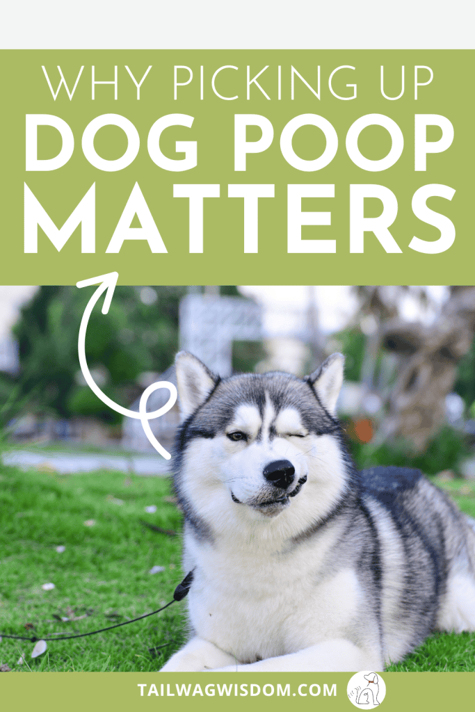 If you’re sick of dog owners not picking up dog poo, then you need to read this post. In this article you’ll discover the false ideas about not picking up dog poo, hacks and ideas to make it easier and why a dog poop bag holder is a good idea. Get more tips for dog owners at tailwagwisdom.com.