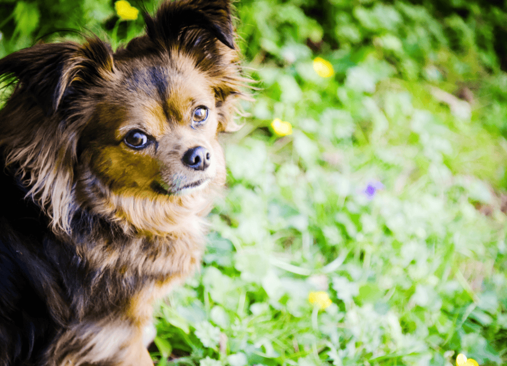 a dog waits for her mom to pick up her dog poop