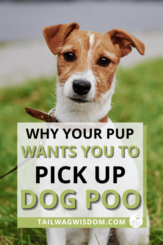 Do you hate having to pick up your dog poop? In this article, discover the false ideas about not picking up dog poo, hacks and ideas to make it easier and why a dog poop bag holder is a good idea. Get more dog ideas at tailwagwisdom.com.