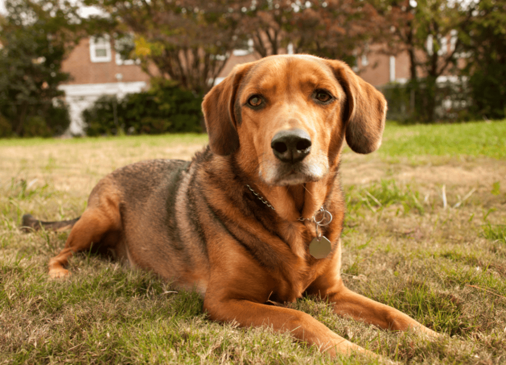 a pup looks at the camera while resting on grass