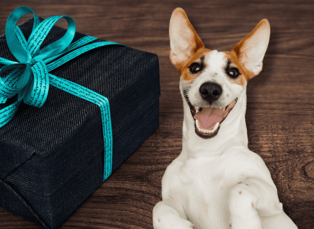 dog smiles next to a gift