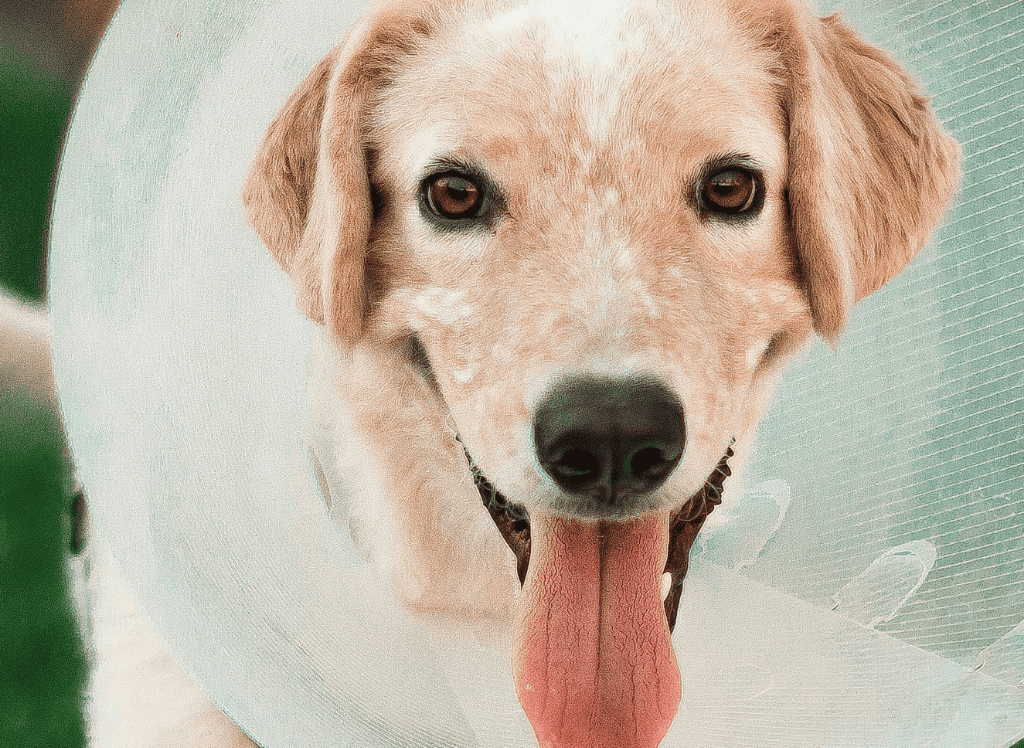 dog in a cone smiles