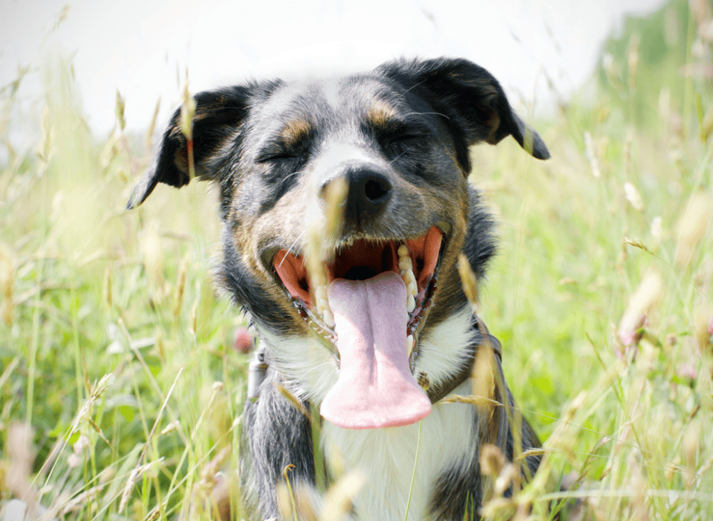 a black and white dog pants in the sun