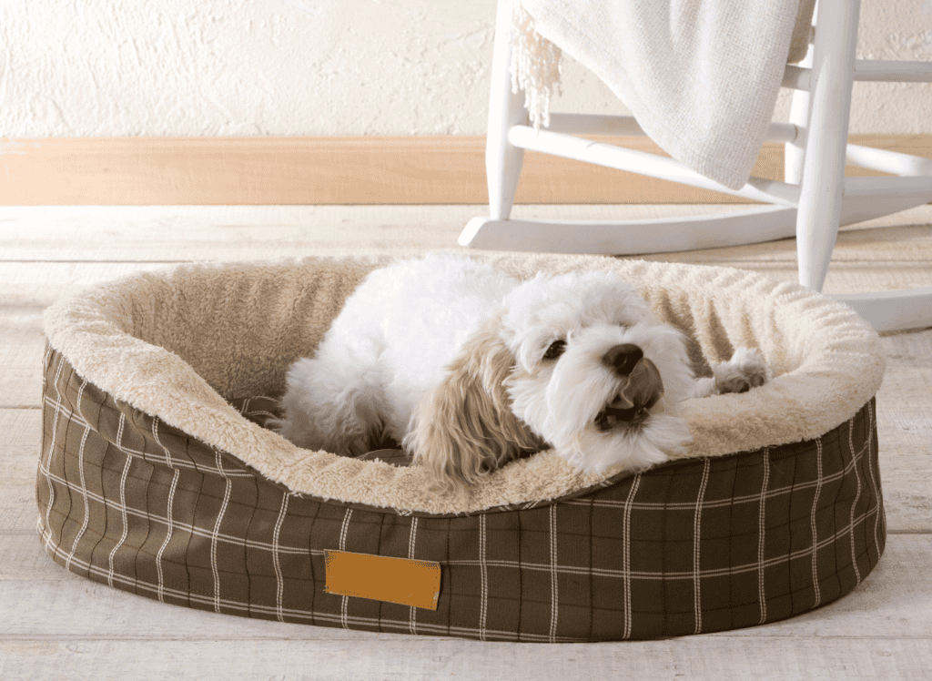 a white dog relaxes in a dog and licks his face