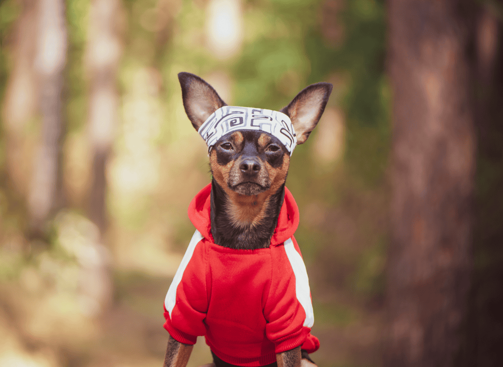 a little dog sits with a sweatsuit and headband on