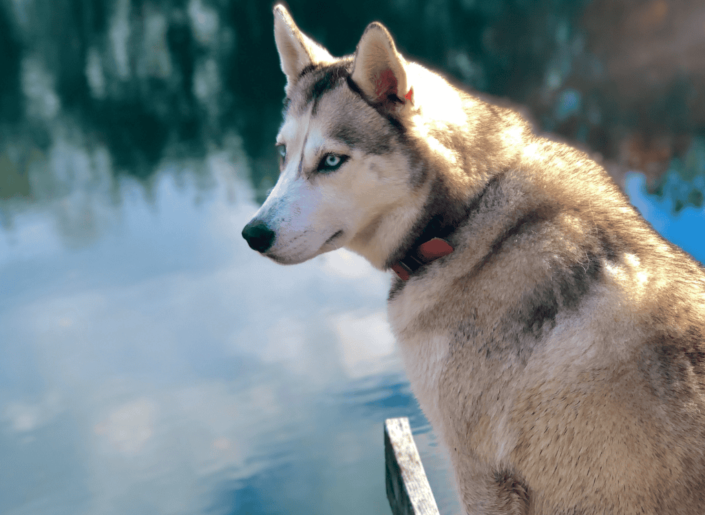 A husky looks over a lake