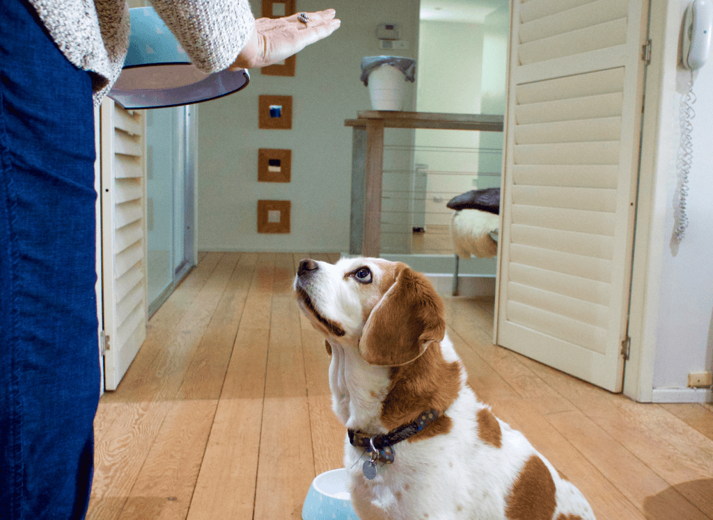 a brown and white dog learns boundaries